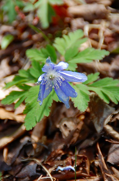 キクザキイチゲ