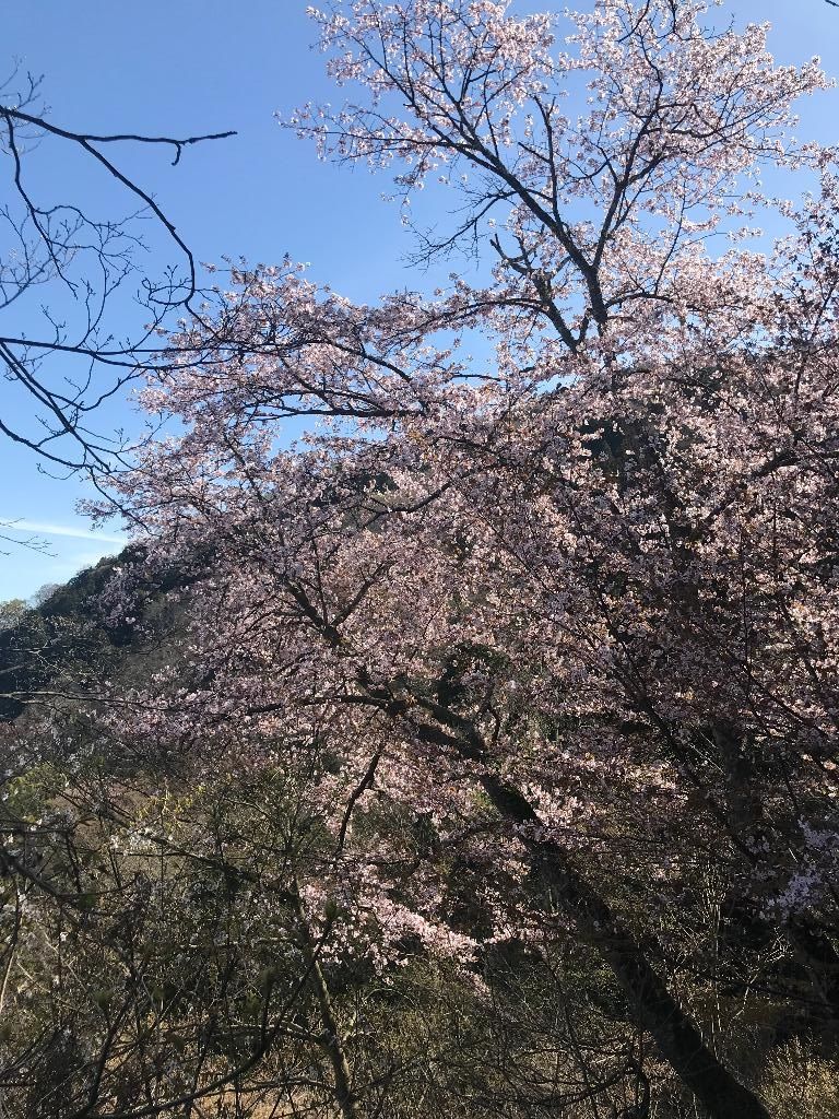 第7回醍醐山PR登山 弥彦山（やひこやま）634m（3）弥彦山の4月の花たち | 醍醐山と下部（しもべ）温泉 - 楽天ブログ