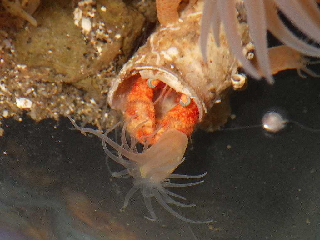 カルイシヤドカリ（Pylocheles mortensenii）6　深海性ヤドカリ