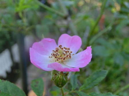 薔薇