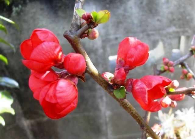 ボケの花 花と蕎麦とリハビリと 楽天ブログ