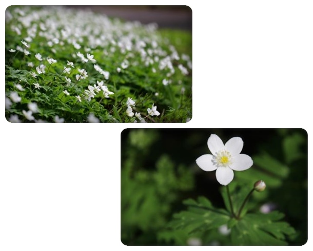 樹木公園-5 ニリンソウ 15.4.22