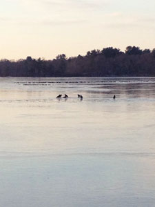 photo_bald eagles.JPG