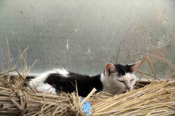 我が家のニャンコ♪2013/11/9-2