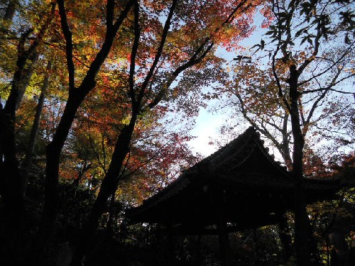 2015-11-20 永観堂阿弥陀堂下の紅葉.jpg