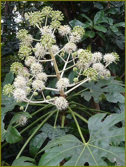 令和元年12月11日 八手の花てんてん手鞠玩ぶ 花の歳時記 天南星の魅力 山野草 楽天ブログ