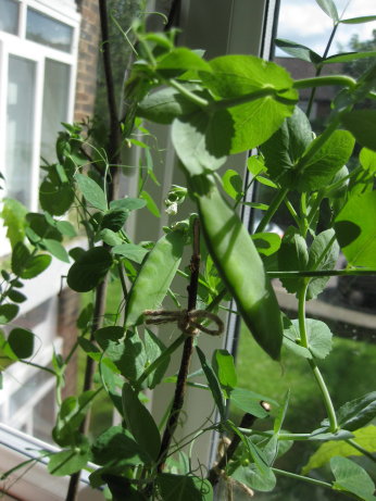 Pea