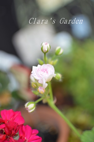 DSC_0018.JPG
