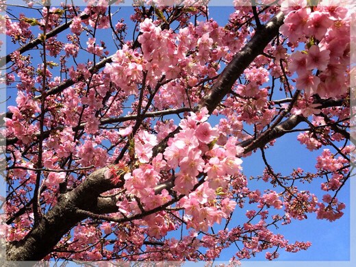 三浦海岸の河津桜