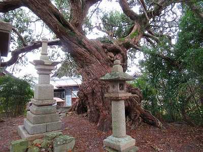 【パワースポット 栄福寺のイブキ 岩出市湯窪】 愉快な写真館・日暮らし日記