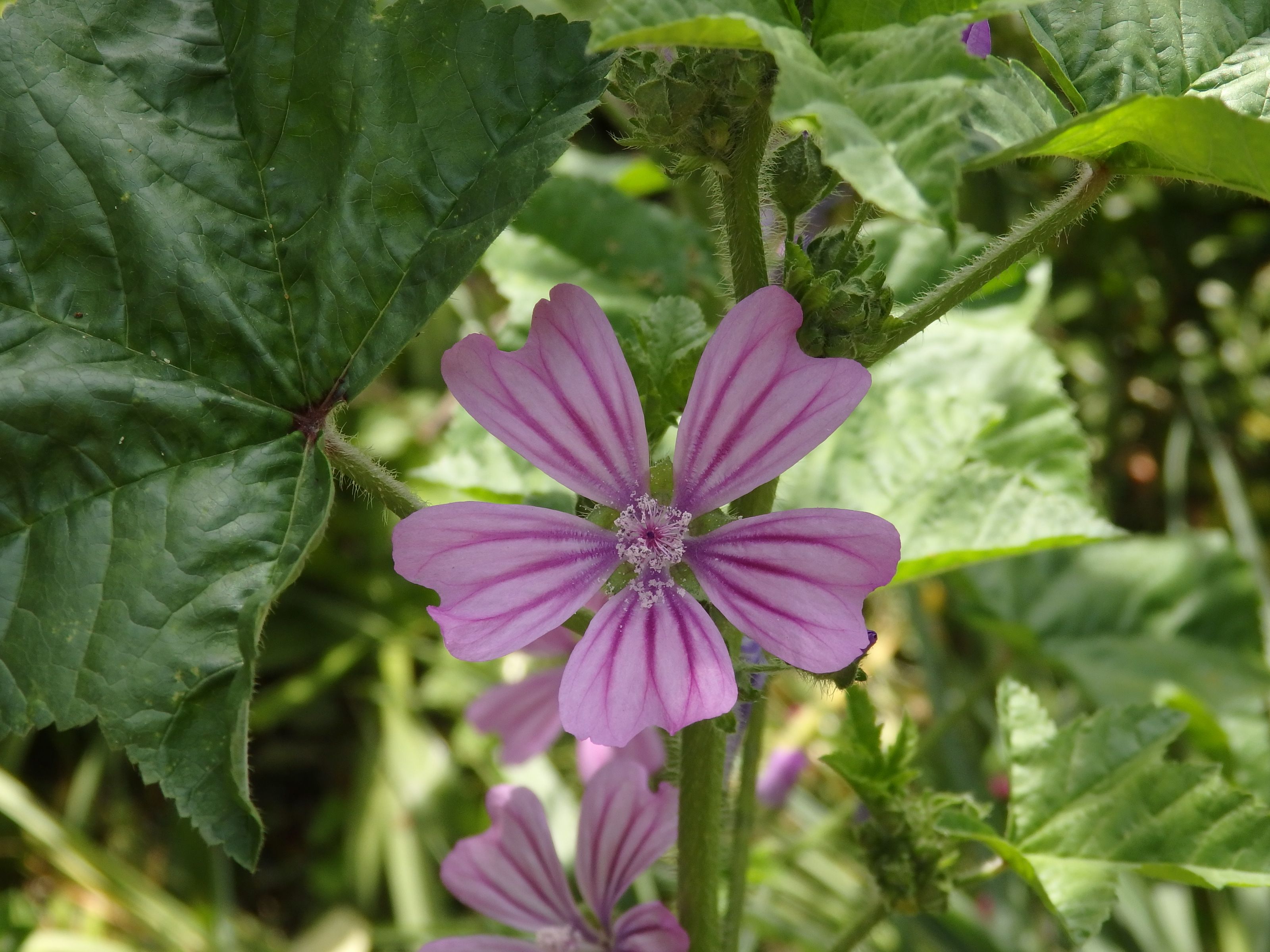 ５月の花 Kimi Teaの花日記 楽天ブログ