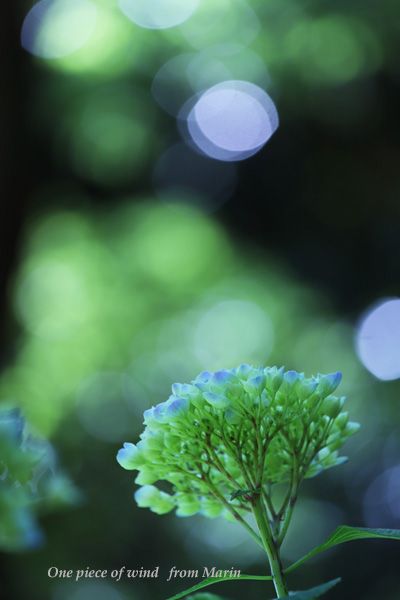 玉ボケと紫陽花 ひとひらの風 楽天ブログ