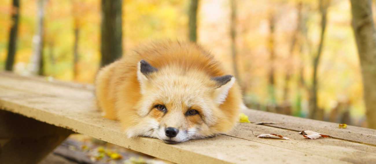 蔵王キツネ村へ行くバス ２０代目女将のブログ 楽天ブログ