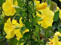 誕生花のないウンナンゲッコウカ 雲南月光花 の花言葉 希望 幸せを呼ぶ鮮黄色の冬咲きの花 弥生おばさんのガーデニングノート 花と緑の365日 楽天ブログ