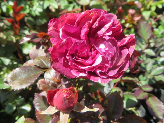 バラの消毒 ニームオイルの事 一番乗りはセンテッドジュエル ばぁばの薔薇の花園 楽天ブログ