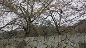 彦根城130329