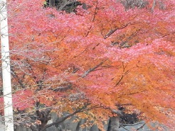 荒川キャンプ場