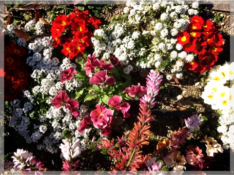 アメリカ山庭園の花