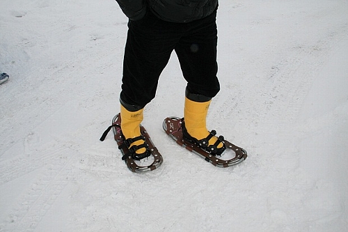 snowshue2