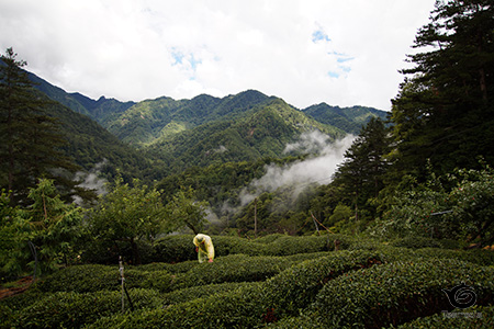 大禹嶺103Kの茶園