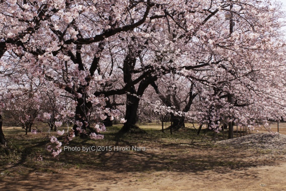 光景　sight0426 桜　サクラ　cherry blossom