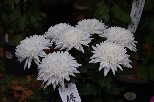 東京都観光菊花大会