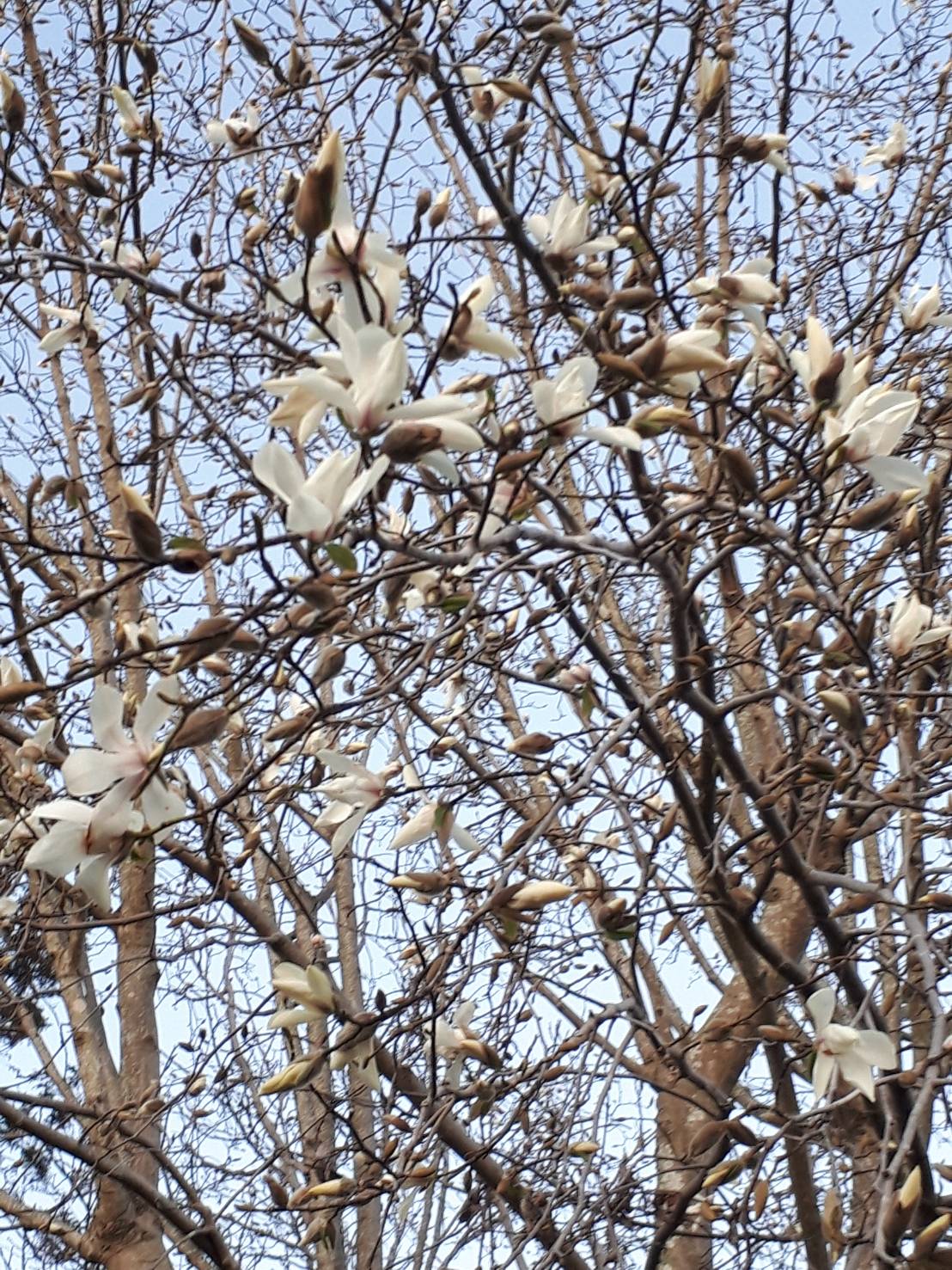 白木蓮 花の写真 楽天ブログ