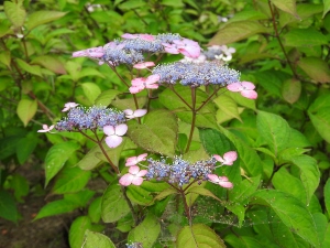 DSCN1786 (300x225).jpg