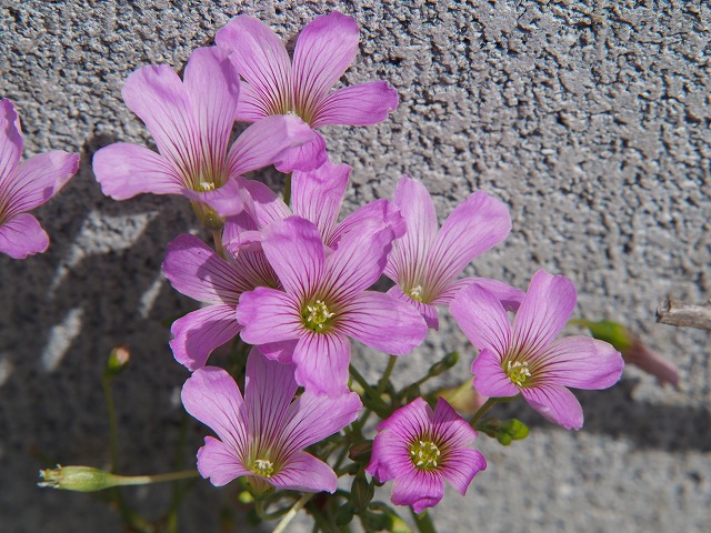 P4090465.jpg
