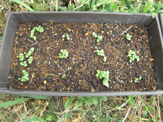 20150507-4.JPG