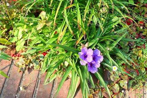 これも紫の夏の花でした おとっつぁん いろいろやっちょります 楽天ブログ