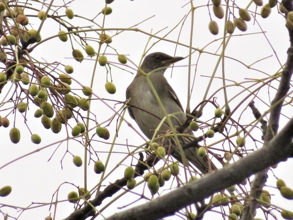 野鳥達 シロハラ メジロ コゲラ チョウゲンボウ ウグイス ノスリなど 花 ススキ レンギョウ 大分金太郎の花鳥蝶月 楽天ブログ