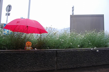 s-DSC_0008.jpg