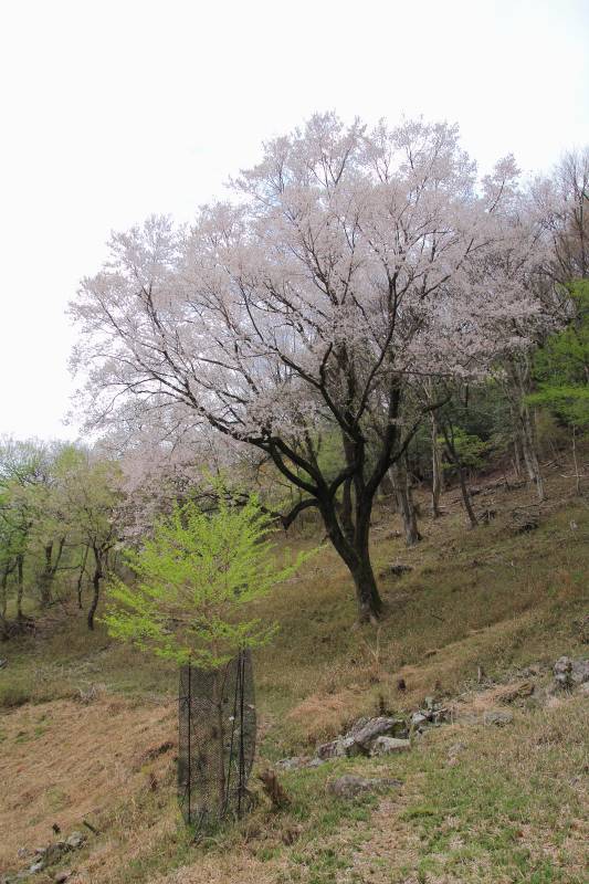 黒川桜の森_006長老と子供.jpg