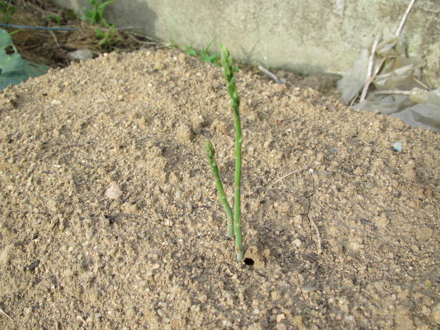 アスパラガスの芽
