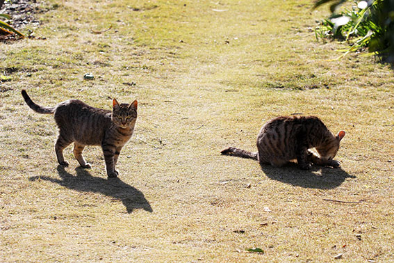 我が家のニャンコ♪2014/12/14-3