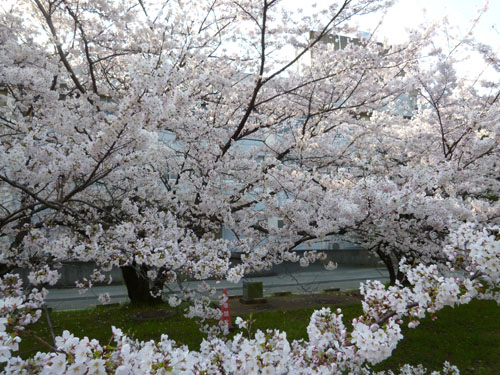 桜４.jpg