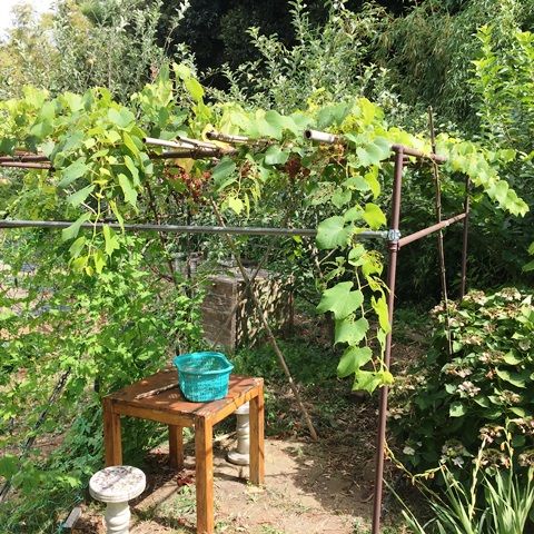 ３年目のブドウ デラウエア 栽培 初収穫 Futtutyの菜園ブログ 楽天ブログ