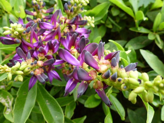 庭漆の実: 漆の花写真 _ 樹木図鑑(ニワウルシ) – RUOR