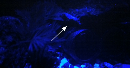 ルリーシュリンプ