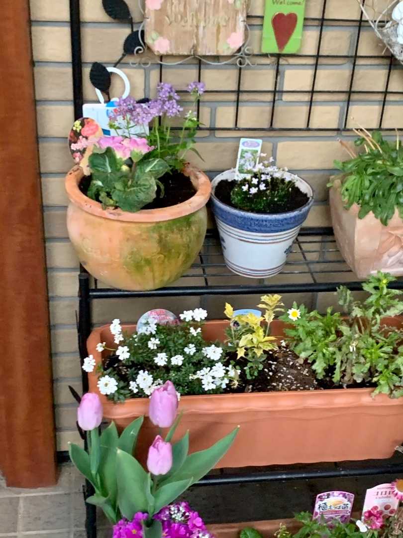 カインズホームで鉢 花苗を買いました 一口茶屋 整形外科へ行き 帰ってから花苗を植え付けました Music Land 私の庭の花たち 楽天ブログ