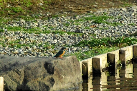 68.ちょっと遠いけど、魚をくわえましたね