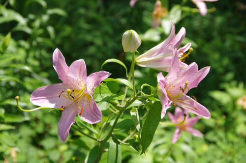 昭和記念公園のゆりの花