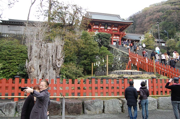 DSC_0564鶴岡八幡宮のシンボル大銀杏.jpg