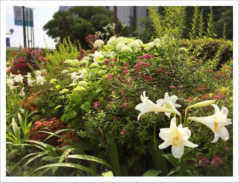 横浜市役所の花壇