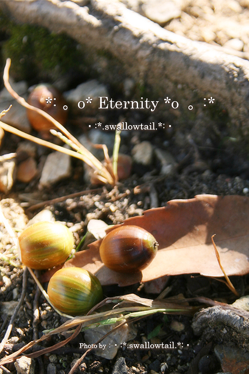 Photo by swallowtail　E.jpg