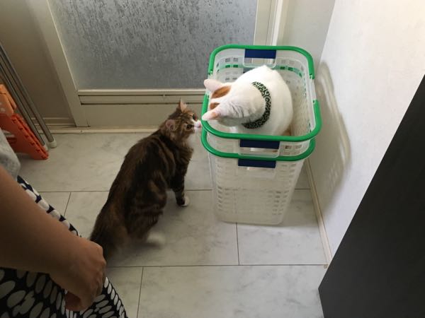 rblog-20180812222203-02.jpg