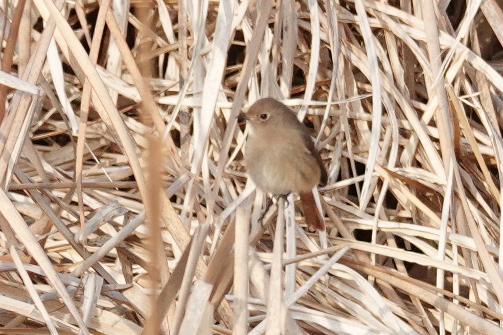 35ページ目の 野鳥 アウトドア親爺の徒然日記 楽天ブログ