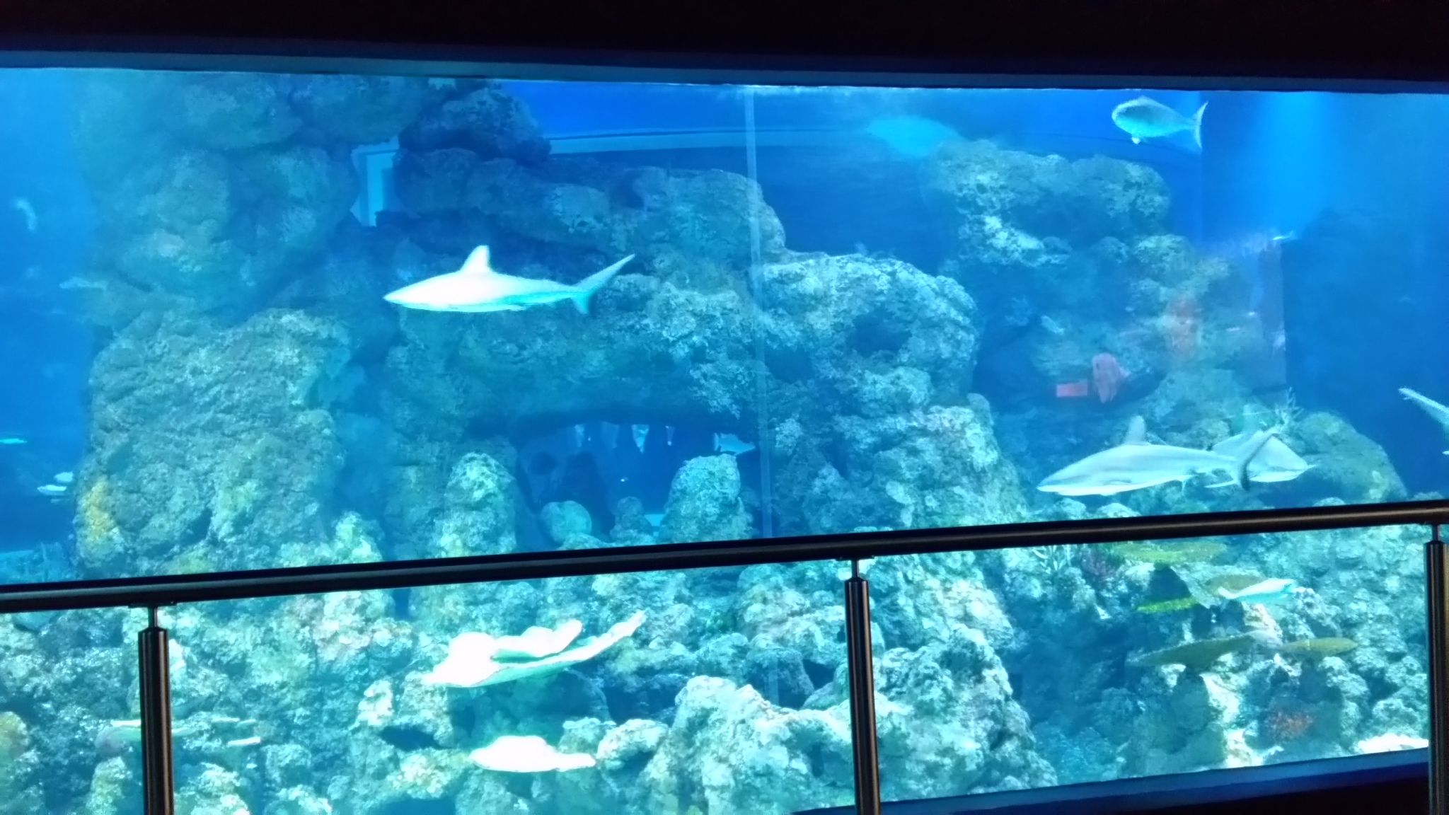 すべての花の画像 これまでで最高のカモノハシ 水族館 日本