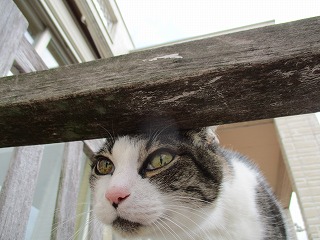 IMG_9265ss.jpg